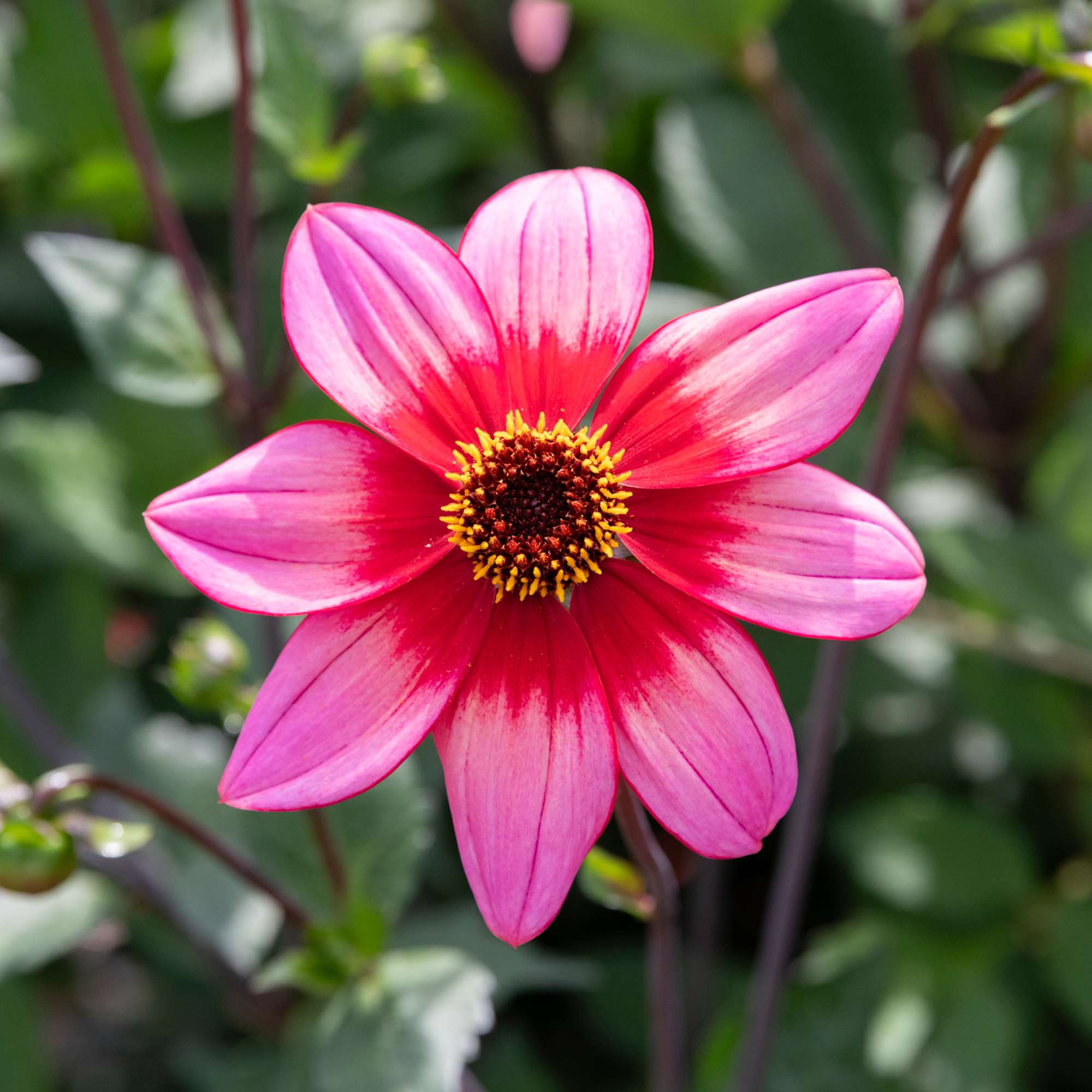 Dahlia 'Lou Farman'